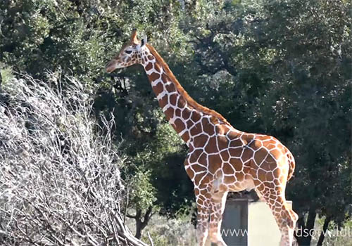 MUSE Winner - SWC's Reticulated Giraffe Story